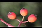 紅芽石楠-實25.jpg