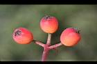 紅芽石楠-實26.jpg