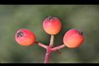 紅芽石楠-實27.jpg