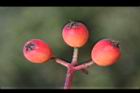 紅芽石楠-實28.jpg