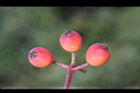 紅芽石楠-實30.jpg