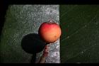 紅芽石楠-實32.jpg