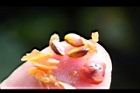 紅芽石楠-種子00.jpg