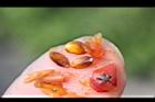 紅芽石楠-種子01.jpg