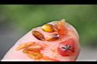 紅芽石楠-種子02.jpg
