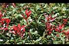 紅芽石楠-紅葉05.jpg