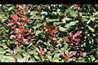紅芽石楠-紅葉06.jpg