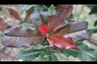 紅芽石楠-紅葉08.jpg