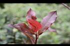 紅芽石楠-紅葉09.jpg