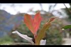 紅芽石楠-紅葉10.jpg