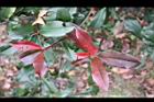 紅芽石楠-紅葉11.jpg