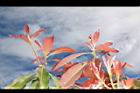 紅芽石楠-紅葉17.JPG