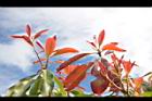 紅芽石楠-紅葉19.JPG