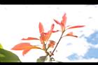 紅芽石楠-紅葉21.JPG