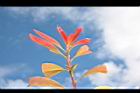 紅芽石楠-紅葉23.JPG