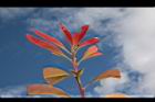 紅芽石楠-紅葉24.JPG