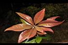 紅芽石楠-紅葉25.JPG