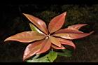 紅芽石楠-紅葉26.JPG