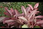 紅芽石楠-紅葉27.JPG