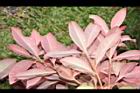 紅芽石楠-紅葉28.JPG