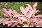 紅芽石楠-紅葉29.JPG