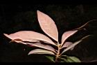 紅芽石楠-紅葉31.JPG