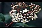 紅芽石楠-花02.jpg