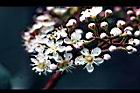 紅芽石楠-花03.jpg