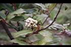 紅芽石楠-花06.jpg