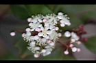 紅芽石楠-花07.jpg
