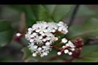 紅芽石楠-花08.jpg