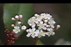 紅芽石楠-花11.jpg