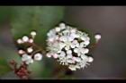 紅芽石楠-花14.jpg