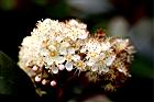 紅芽石楠-花20.JPG