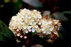 紅芽石楠-花21.JPG