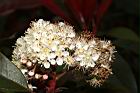 紅芽石楠-花22.JPG