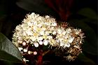 紅芽石楠-花23.JPG