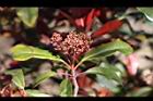 紅芽石楠-花苞03.jpg