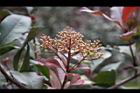 紅芽石楠-花苞04.jpg