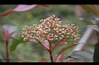 紅芽石楠-花苞05.jpg