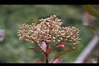 紅芽石楠-花苞07.jpg