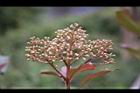 紅芽石楠-花苞08.jpg