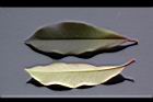 紅芽石楠-葉02.jpg