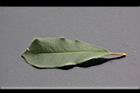 紅芽石楠-葉正01.jpg