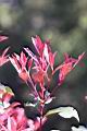 紅芽石楠-葉芽06.jpg