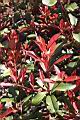 紅芽石楠-葉芽08.jpg