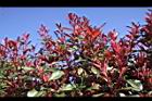 紅芽石楠-葉芽10.jpg