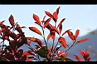 紅芽石楠-葉芽11.jpg