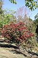 紅芽石楠13.jpg