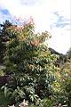 紅芽石楠14.JPG